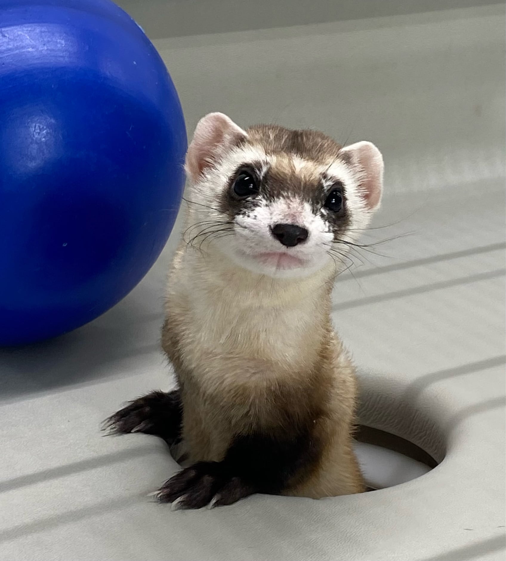 Elizabeth Ann, a Black-footed ferret, staring at the camera with a ball in the background