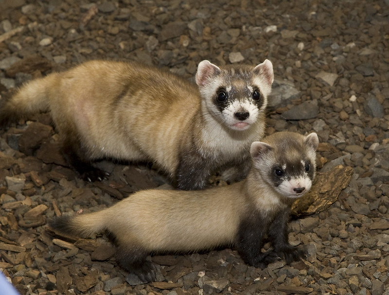 Black-footed ferret